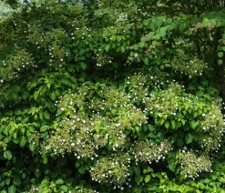 Dehner Kletterpflanzen|Xxl-Gartenpflanzen - Kletter-Hortensie Weiß
