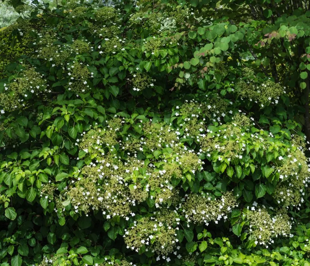 Dehner Kletterpflanzen|Xxl-Gartenpflanzen - Kletter-Hortensie Weiß