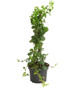 Dehner Kletterpflanzen|Xxl-Gartenpflanzen - Kletter-Hortensie Weiß