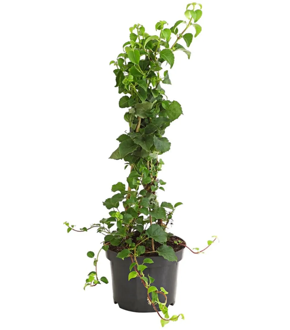 Dehner Kletterpflanzen|Xxl-Gartenpflanzen - Kletter-Hortensie Weiß