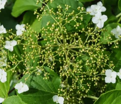 Dehner Kletterpflanzen|Xxl-Gartenpflanzen - Kletter-Hortensie Weiß