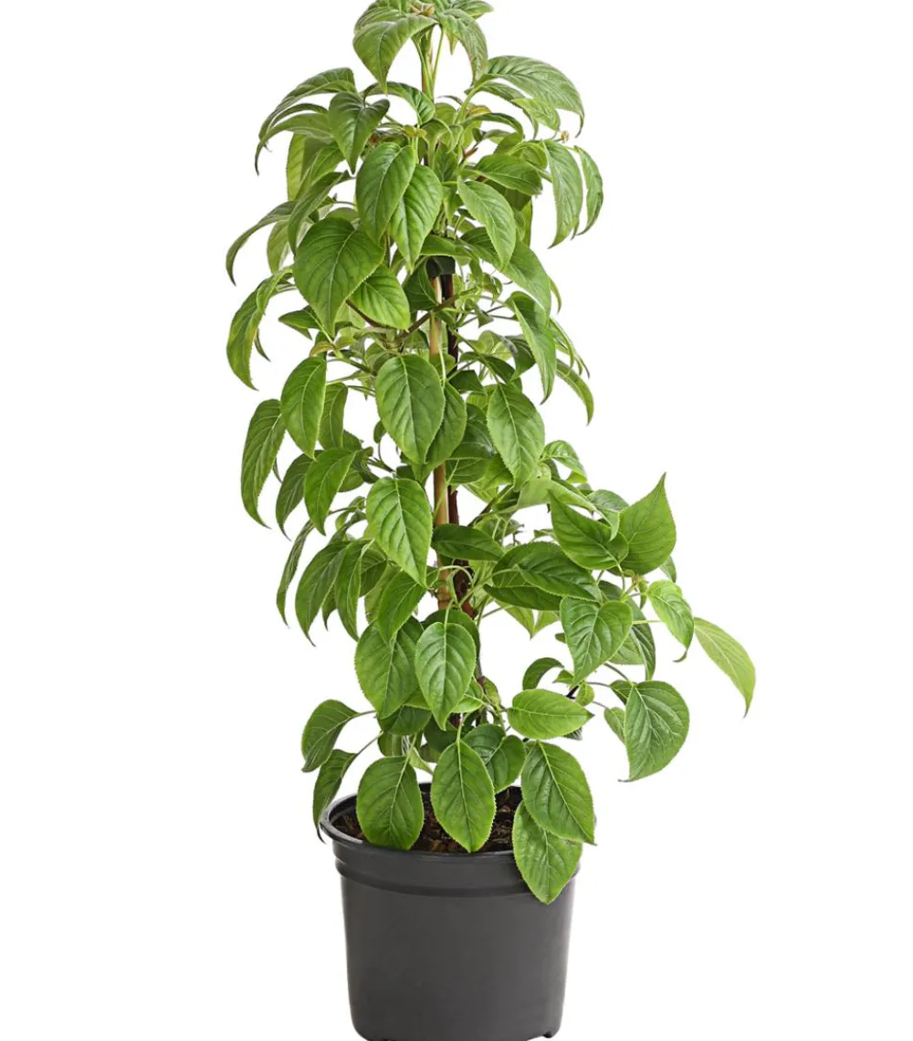 Dehner Kletter-Hortensie 'Crug Coral'® Rosa Discount