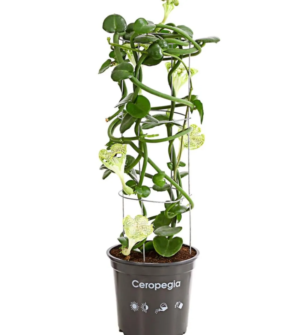 Dehner Kletternde Leuchterblume - Ceropegia sandersonii, Säule New