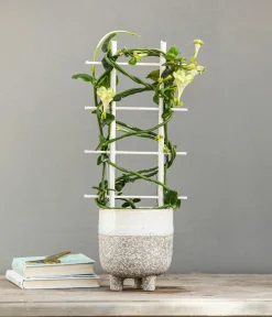 Dehner Kletternde Leuchterblume - Ceropegia sandersonii, Säule New