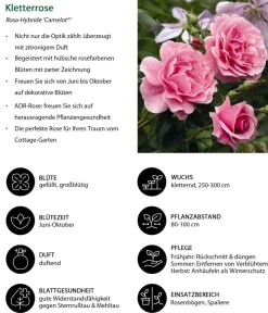Dehner Kletterrose 'Camelot®' Rosa Hot