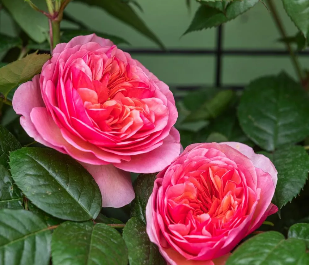 Dehner Kletterrose 'Camelot®' Rosa Hot
