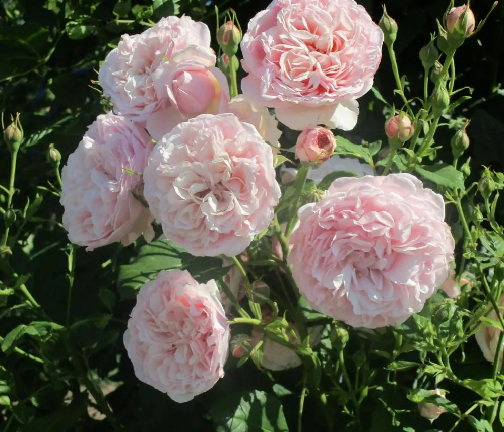 Dehner Kletterrose 'Divina' Rosa Outlet