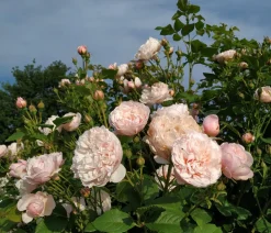 Dehner Kletterrose 'Divina' Rosa Outlet