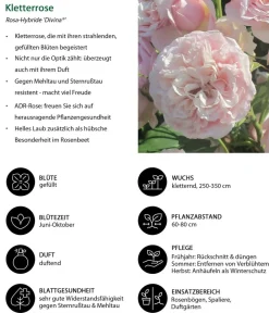 Dehner Kletterrose 'Divina' Rosa Outlet