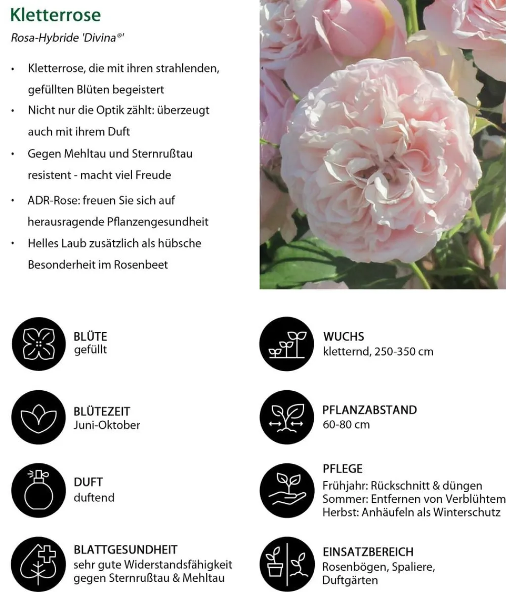 Dehner Kletterrose 'Divina' Rosa Outlet