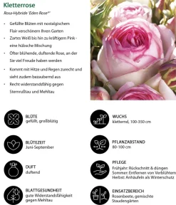 Dehner Rosen > Kletterrose 'Eden Rose®'