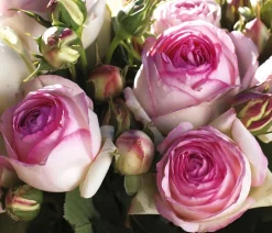 Dehner Rosen > Kletterrose 'Eden Rose®'
