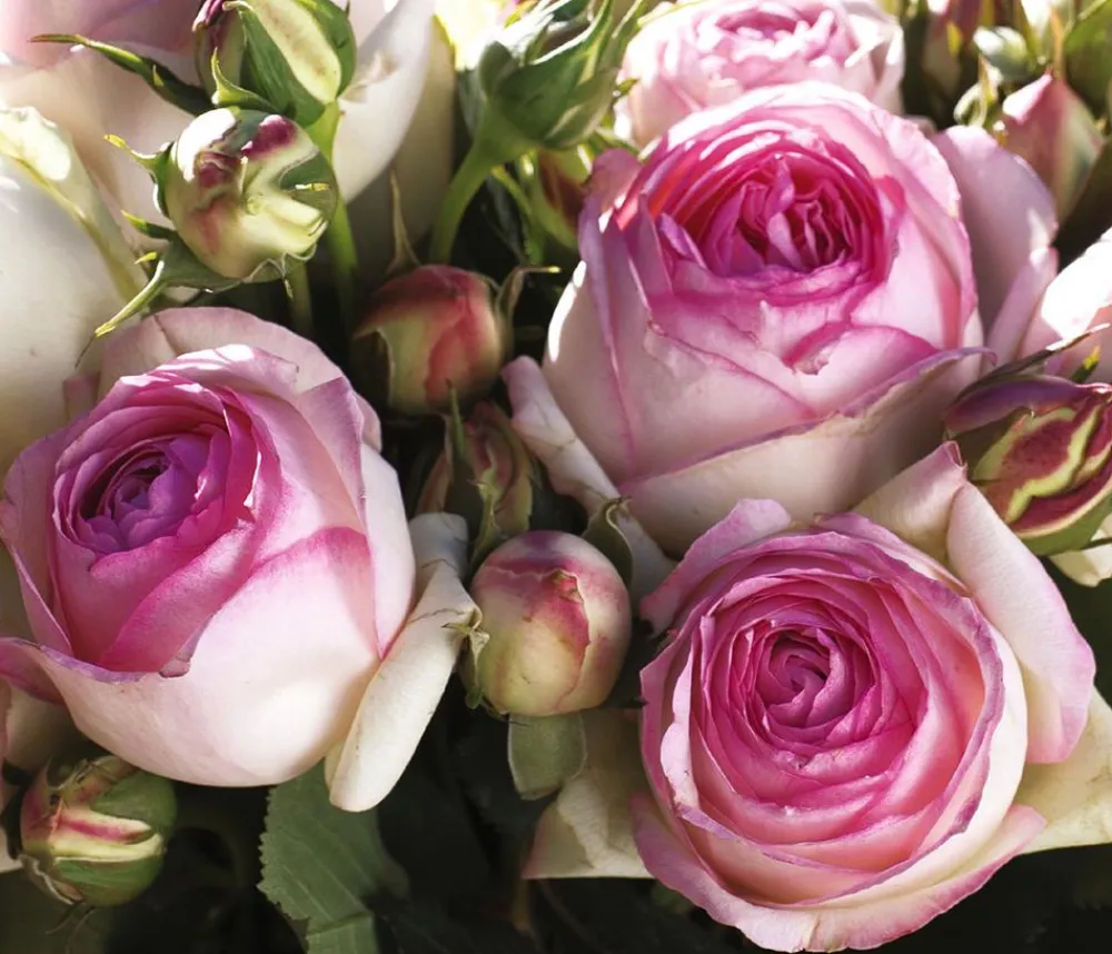 Dehner Rosen > Kletterrose 'Eden Rose®'