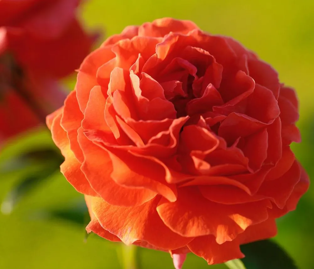 Dehner Rosen - Kletterrose 'Naranga®' Orange