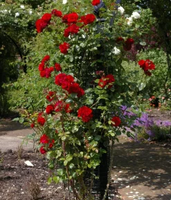 Dehner Rosen|Kletterpflanzen - Kletterrose 'Santana®'