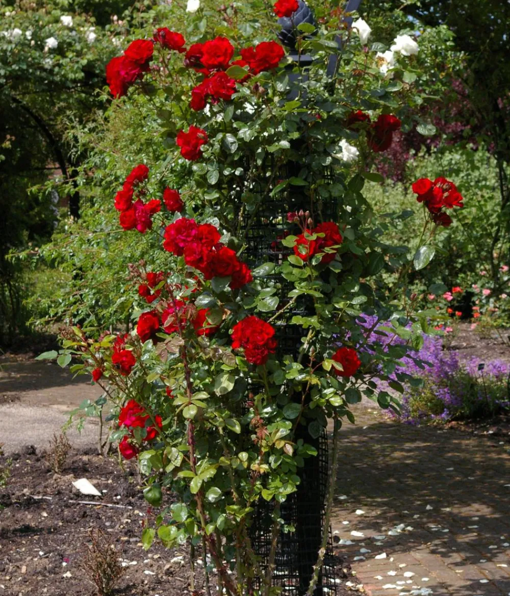 Dehner Rosen|Kletterpflanzen - Kletterrose 'Santana®'