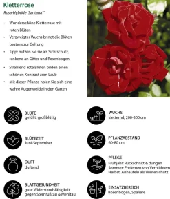 Dehner Rosen|Kletterpflanzen - Kletterrose 'Santana®'