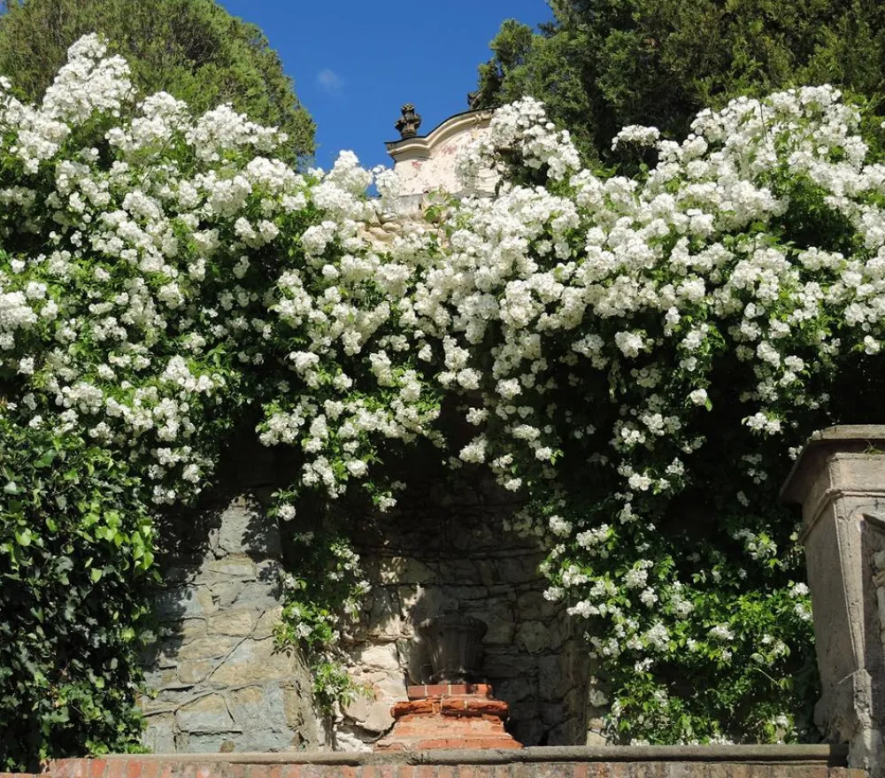 Dehner Kletterrose 'Uetersener Klosterrose®' Weiß Discount