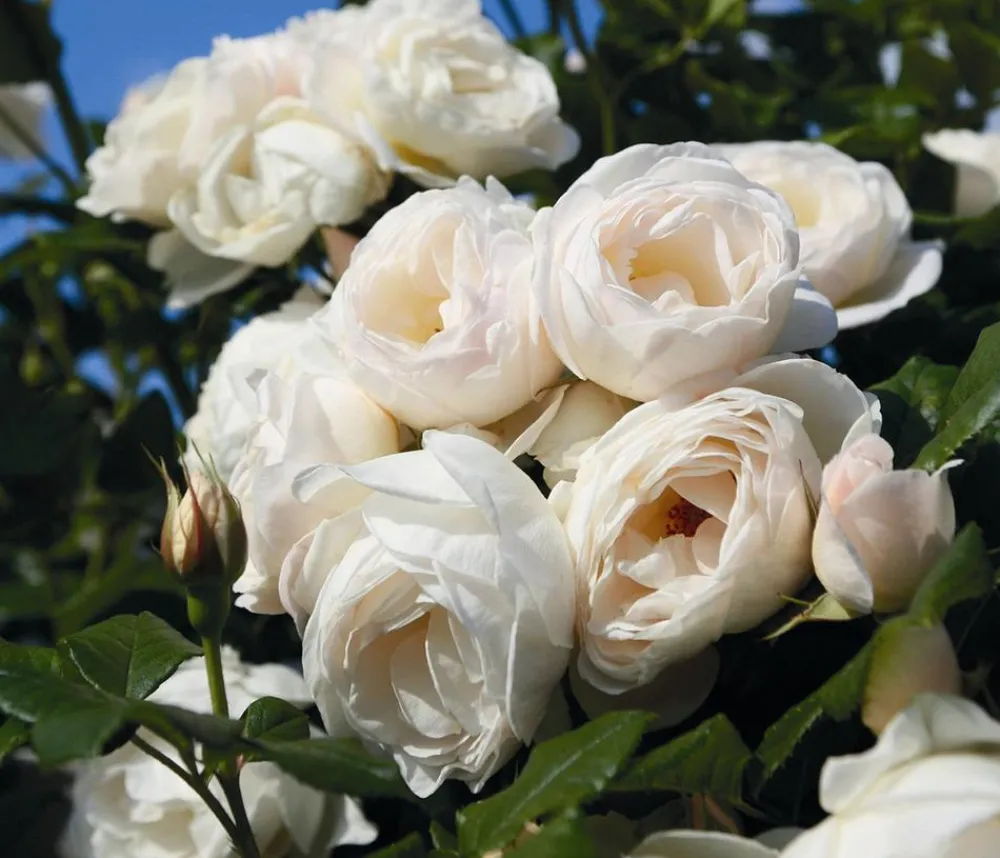 Dehner Kletterrose 'Uetersener Klosterrose®' Weiß Discount