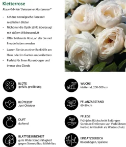 Dehner Kletterrose 'Uetersener Klosterrose®' Weiß Discount