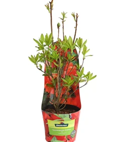 Dehner Knap-Hill-Azaleen Rot Outlet