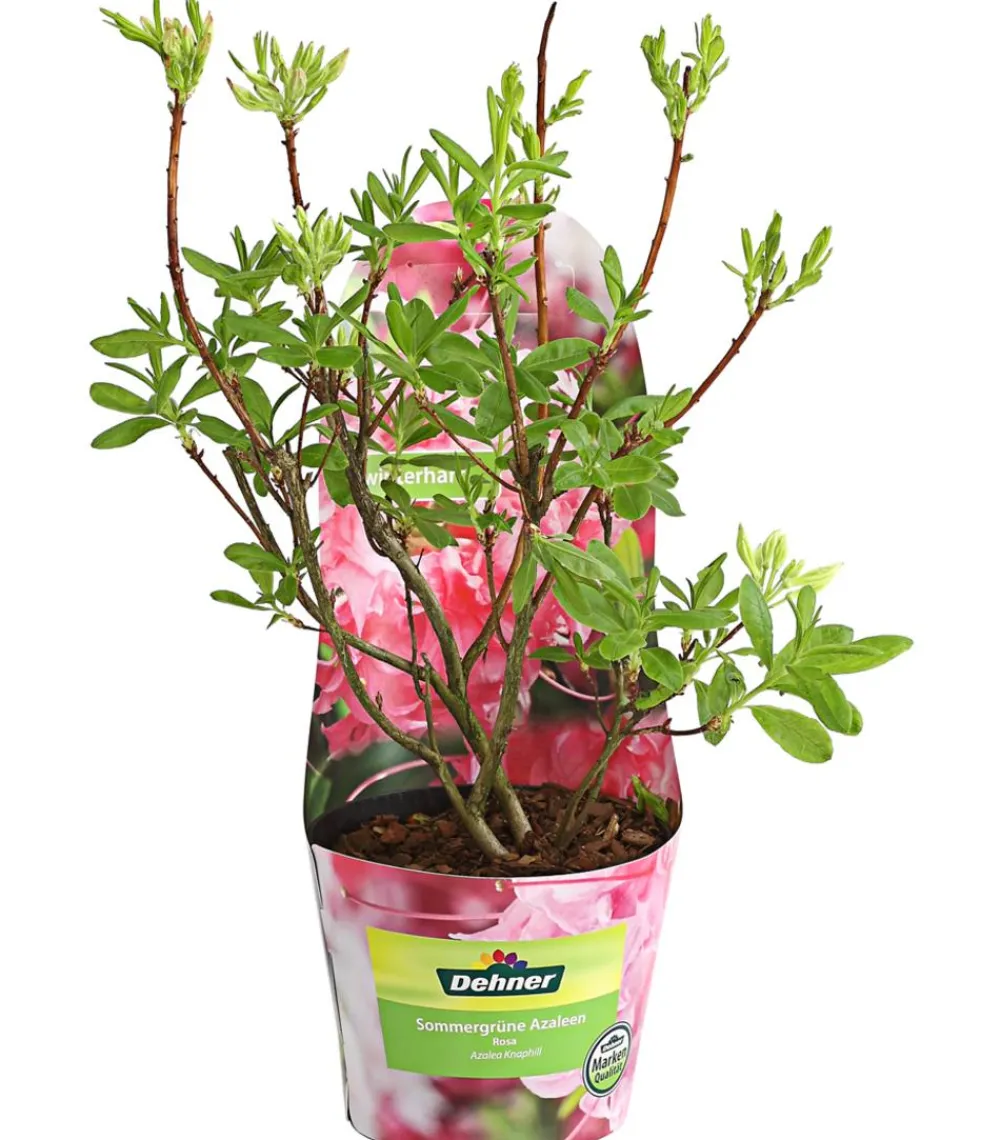 Dehner Knap-Hill-Azaleen Rosa Clearance