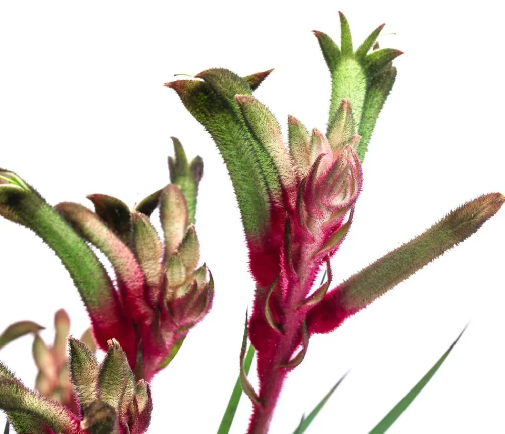 Dehner Kängurupfote, verschiedene Farben New