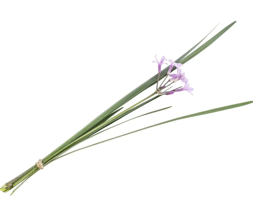 Dehner Garten- & Heilkräuter|Küchenkräuter - Knobi-Gras Grün