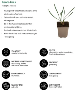 Dehner Garten- & Heilkräuter|Küchenkräuter - Knobi-Gras Grün