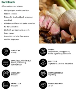 Dehner Gartengemüse - Knoblauch, 6er Schale Weiß