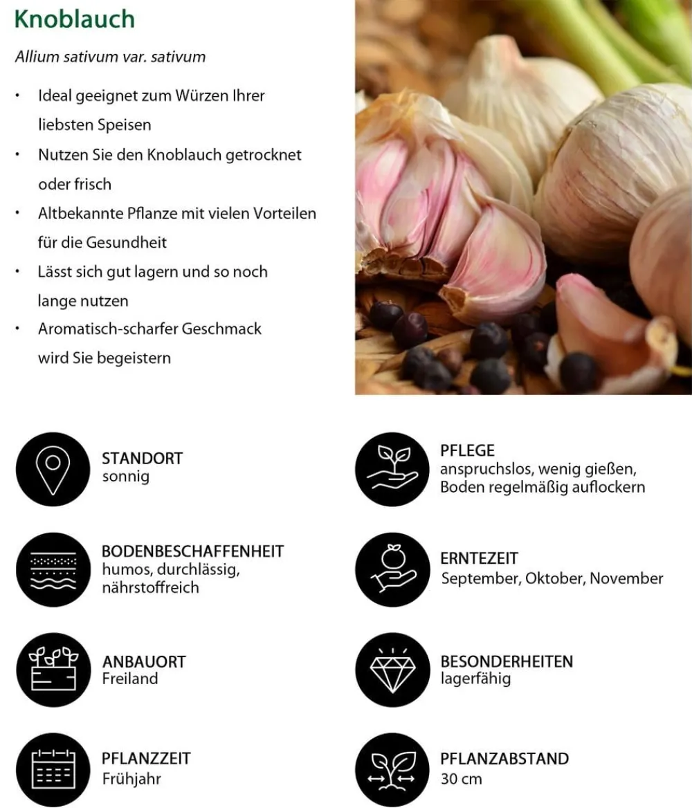 Dehner Gartengemüse - Knoblauch, 6er Schale Weiß