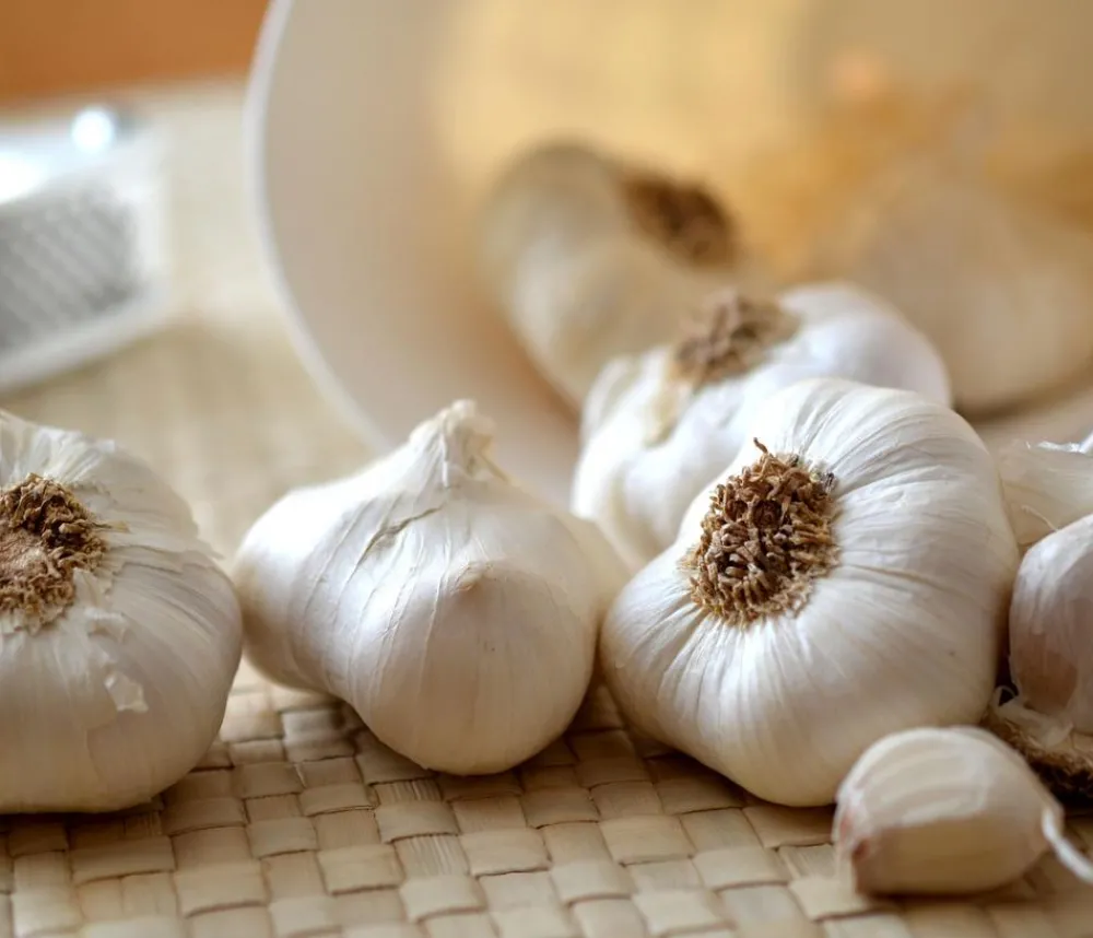Dehner Gartengemüse - Knoblauch, 6er Schale Weiß