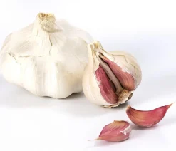 Dehner Gartengemüse - Knoblauch, 6er Schale Weiß