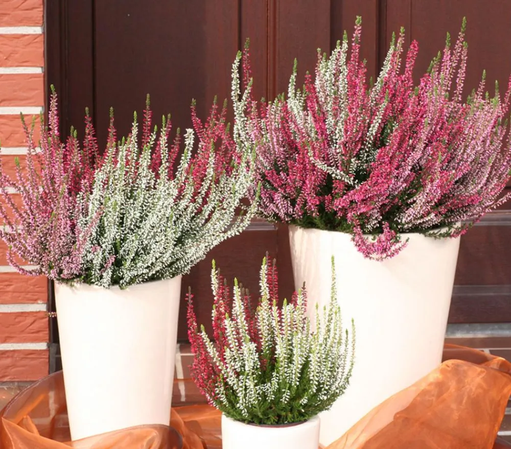 Garden Girls Grabschmuck & Grabgestaltung > Knospenheide-Duo 'Twin-Girls®', verschiedene Farben
