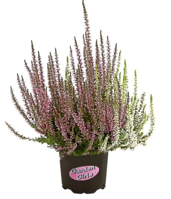 Garden Girls Grabschmuck & Grabgestaltung > Knospenheide-Duo 'Twin-Girls®', verschiedene Farben