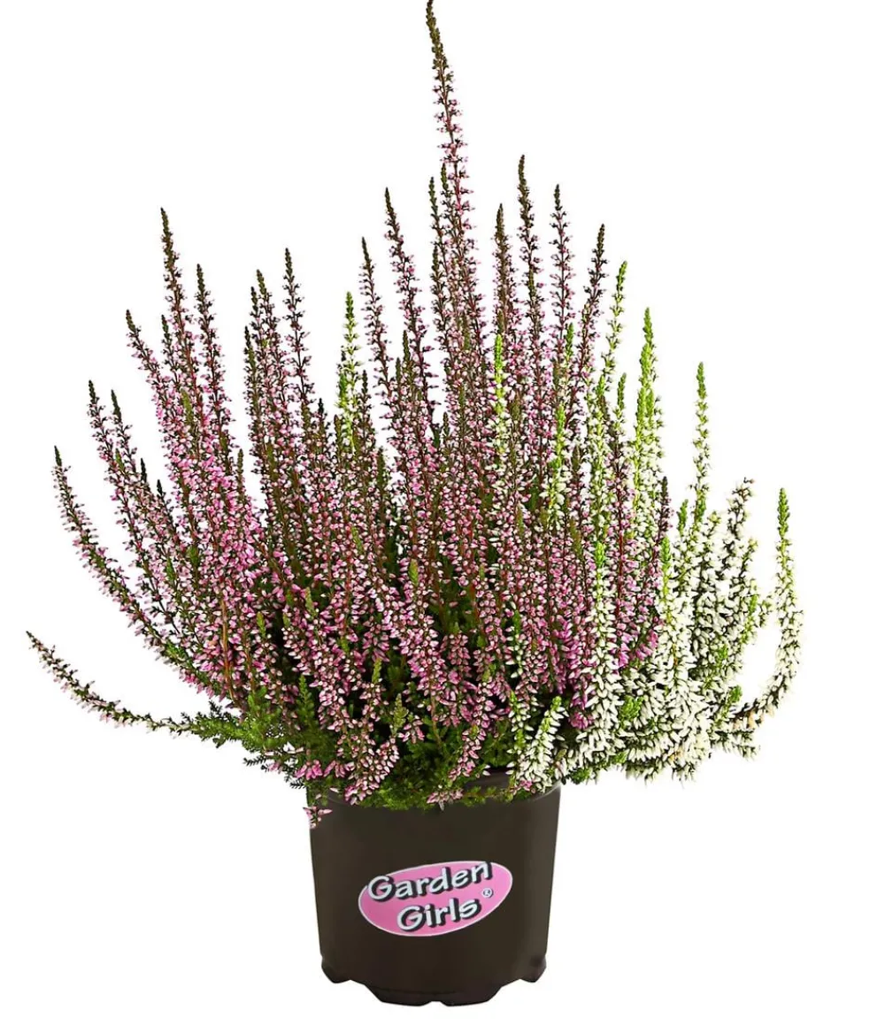 Garden Girls Grabschmuck & Grabgestaltung > Knospenheide-Duo 'Twin-Girls®', verschiedene Farben