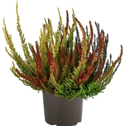 Garden Girls Knospenheide 'Sunset Fire®' Discount