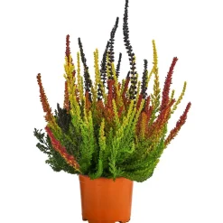 Garden Girls Grabschmuck & Grabgestaltung - Knospenheide 'Sunset Fire®'
