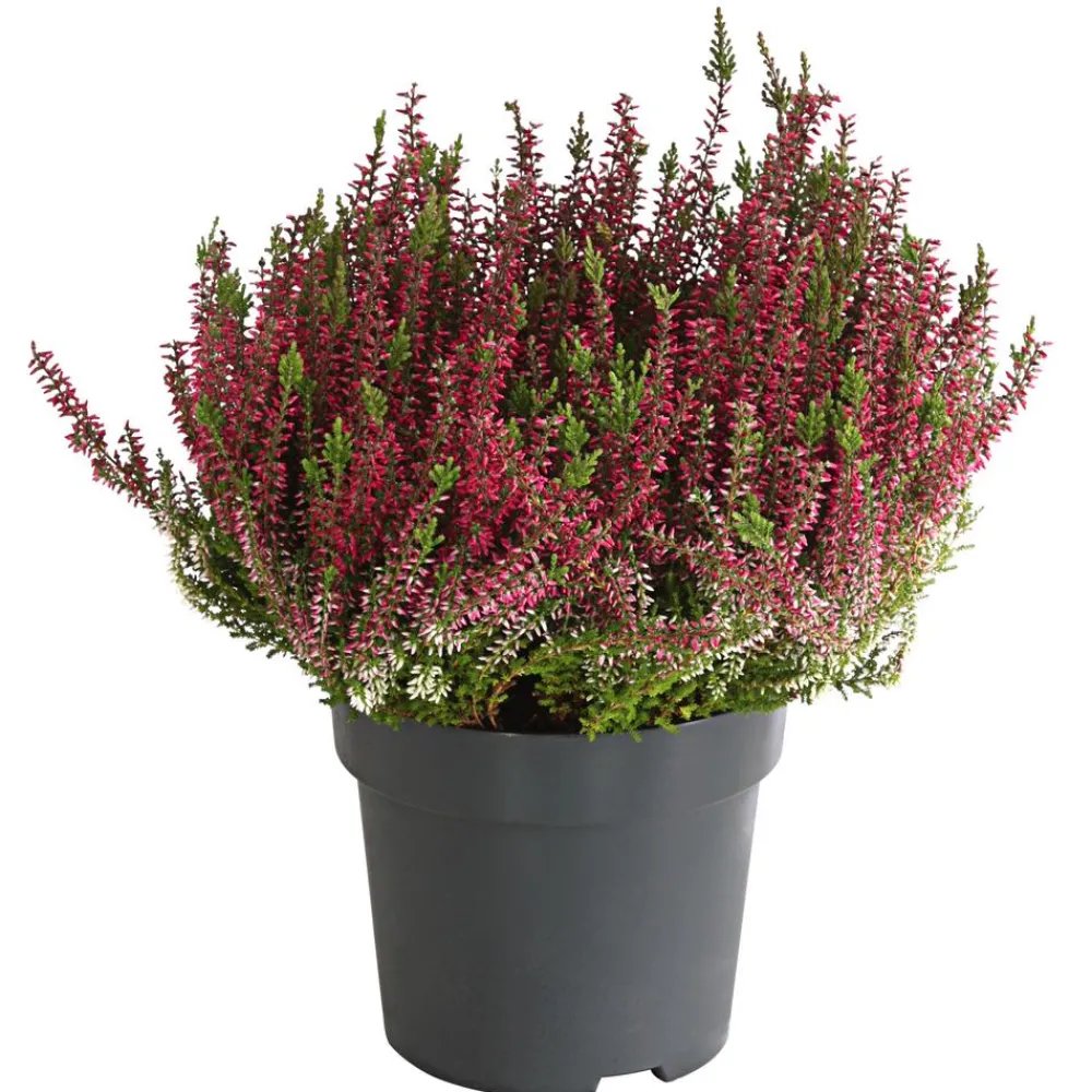 Garden Girls Grabschmuck & Grabgestaltung - Knospenheide, verschiedene Farben