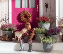 Garden Girls Grabschmuck & Grabgestaltung - Knospenheide, verschiedene Farben