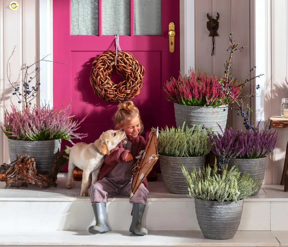 Garden Girls Grabschmuck & Grabgestaltung - Knospenheide, verschiedene Farben