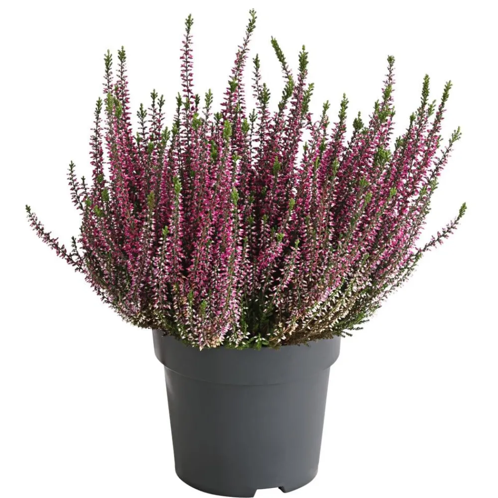 Garden Girls Grabschmuck & Grabgestaltung - Knospenheide, verschiedene Farben