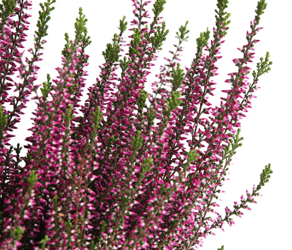 Garden Girls Grabschmuck & Grabgestaltung - Knospenheide, verschiedene Farben