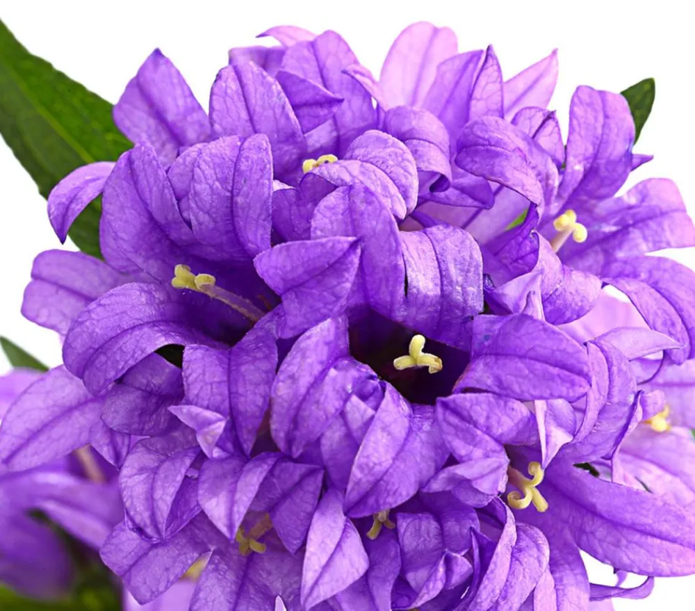Dehner Sommerstauden|Glockenblumen - Knäuel-Glockenblume Lila