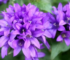 Dehner Sommerstauden|Glockenblumen - Knäuel-Glockenblume Lila