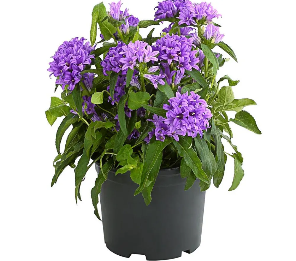 Dehner Sommerstauden|Glockenblumen - Knäuel-Glockenblume Lila