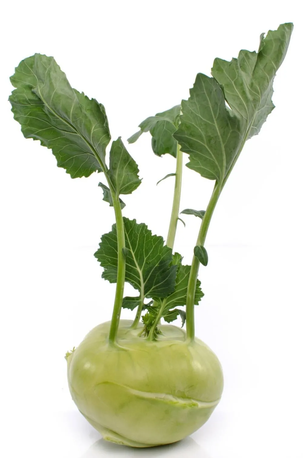 Dehner Kohlrabi, weiß, 12er Schale Hellgrün Sale