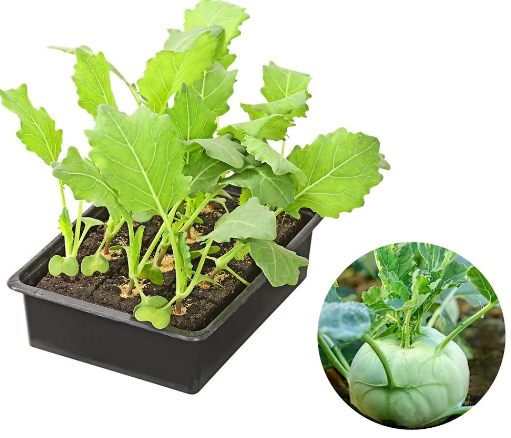 Dehner Kohlrabi, weiß, 12er Schale Hellgrün Sale