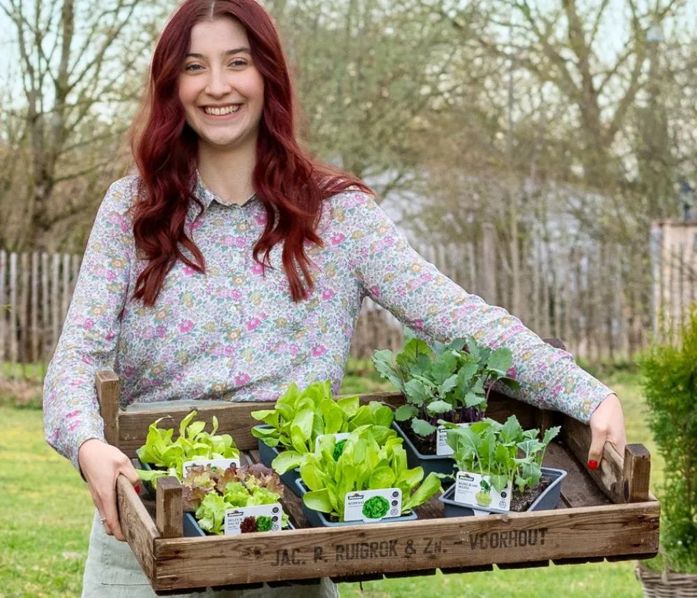 Dehner Kohlrabi, weiß, 12er Schale Hellgrün Sale