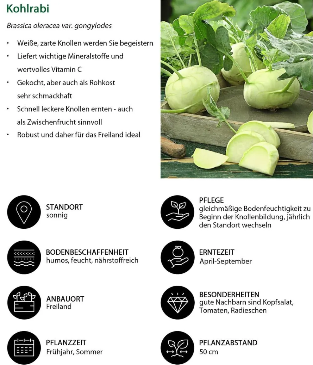 Dehner Kohlrabi, weiß, 12er Schale Hellgrün Sale